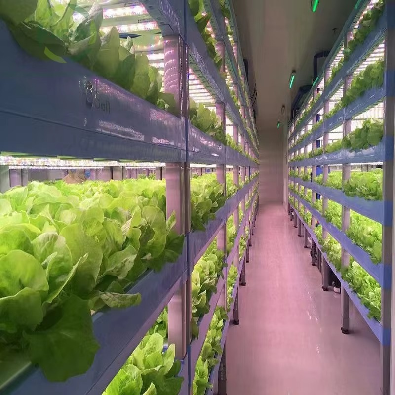 Custom Agricultural Greenhouse - Agriculture Vertical Farming ulasan dan harga