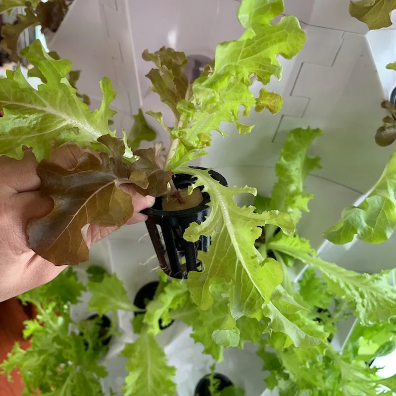 Agricultural Greenhouses Verti - Agriculture Vertical Farming ulasan dan harga