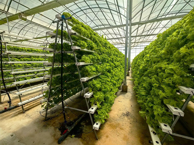 Agricultural Greenhouses Lettu - Agriculture Vertical Farming ulasan dan harga