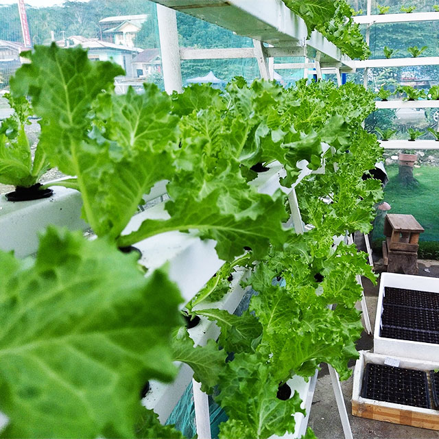 Agricultural Greenhouses Lettu - Agriculture Vertical Farming ulasan dan harga